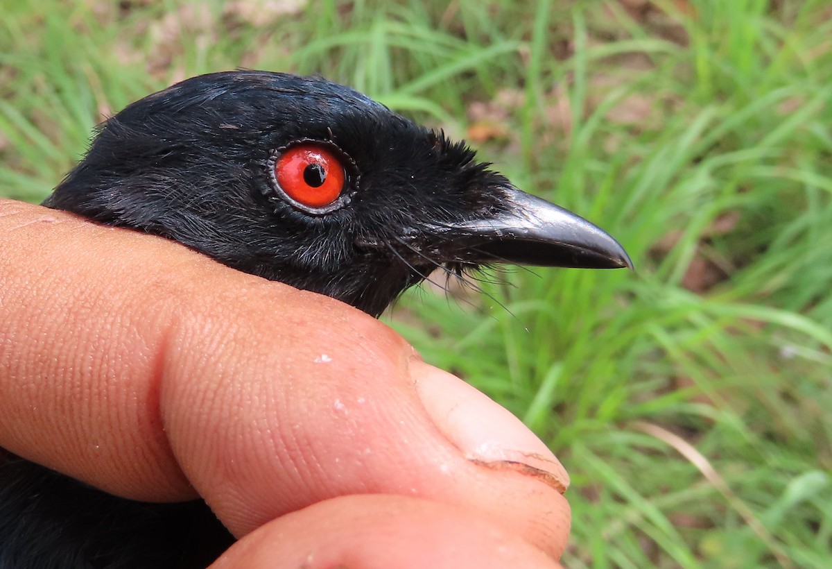 Sharpe's Drongo - ML635289839