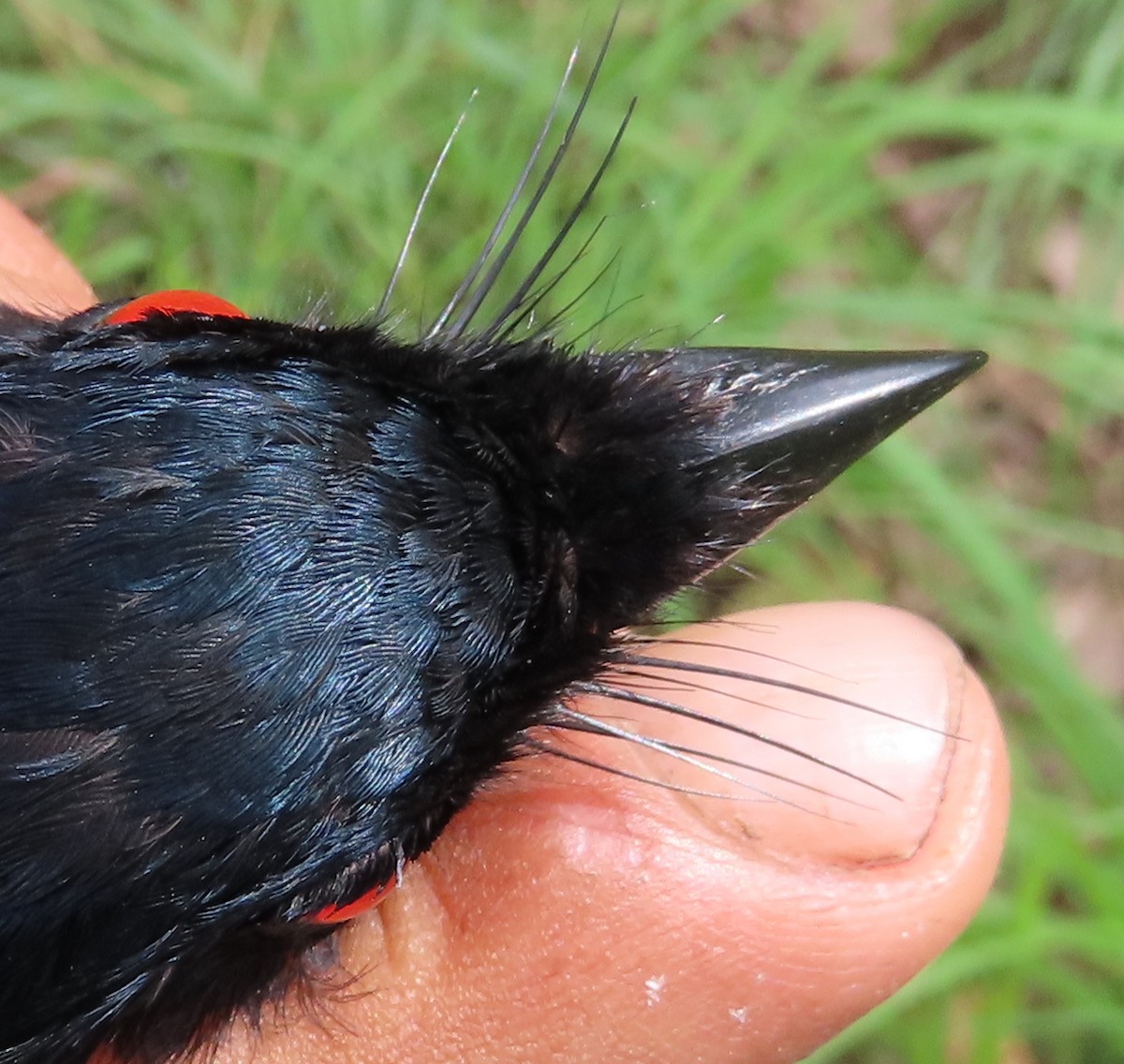Sharpe's Drongo - ML635289852