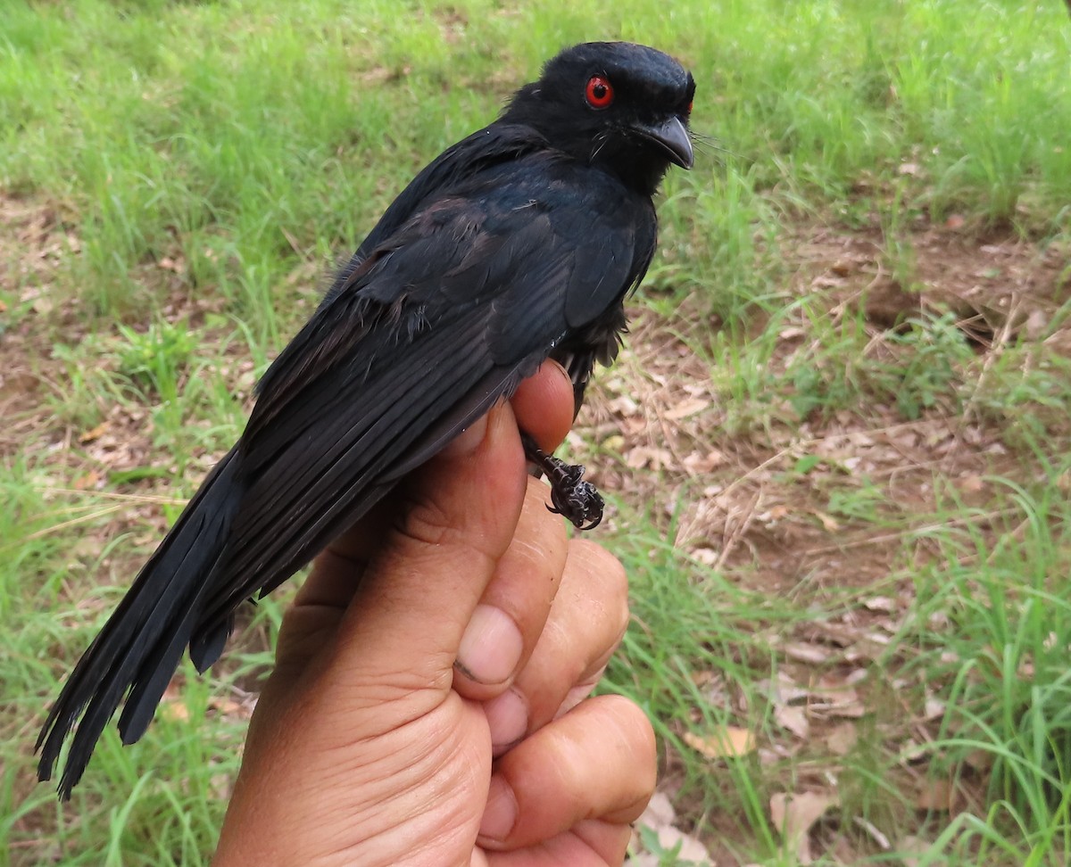 Sharpe's Drongo - ML635289874