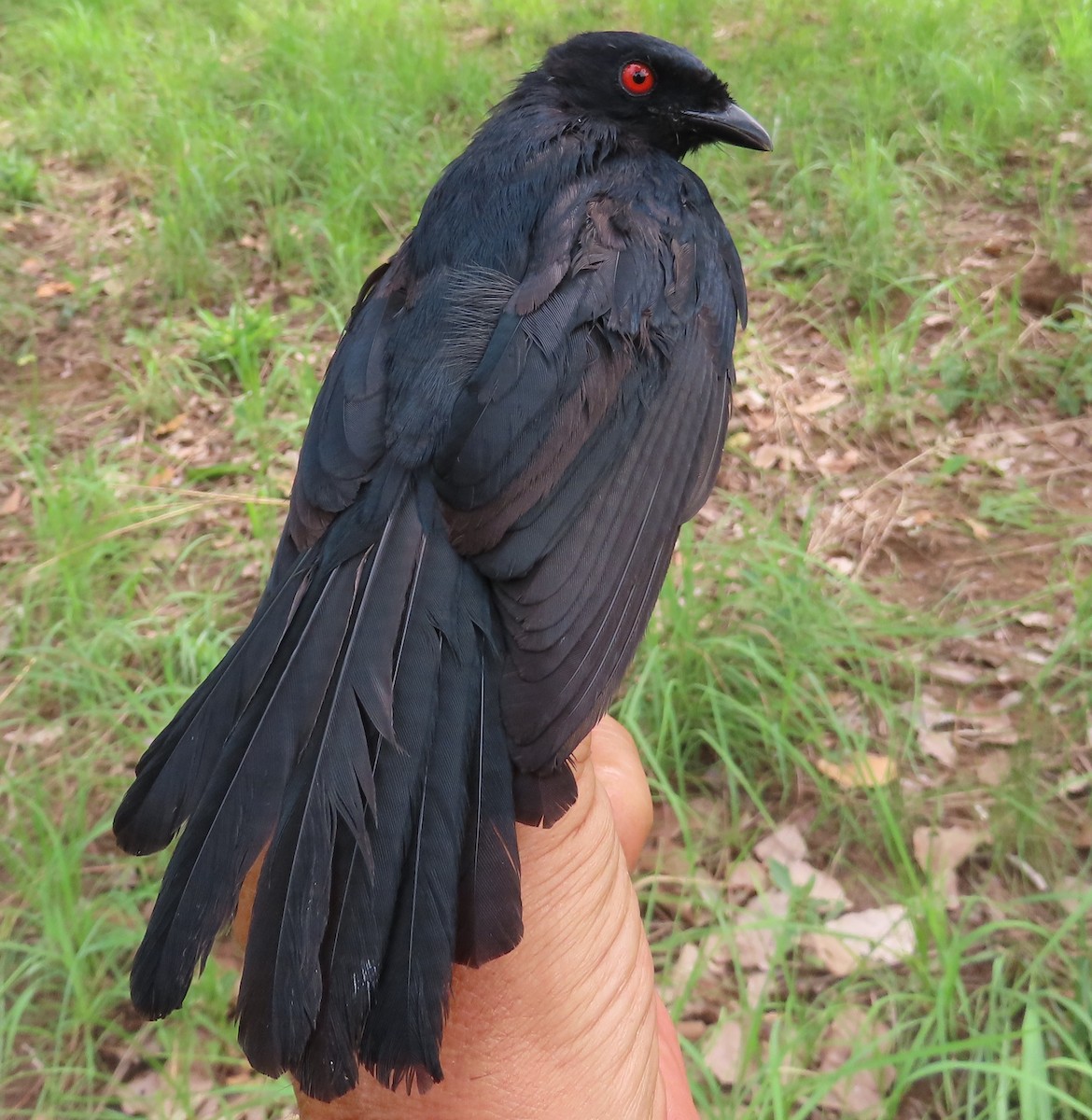 Sharpe's Drongo - ML635289880