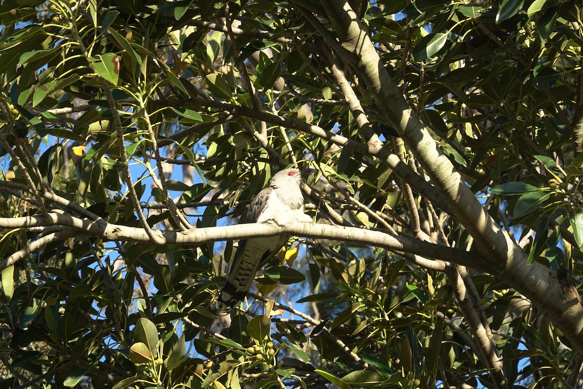 Channel-billed Cuckoo - ML635289898