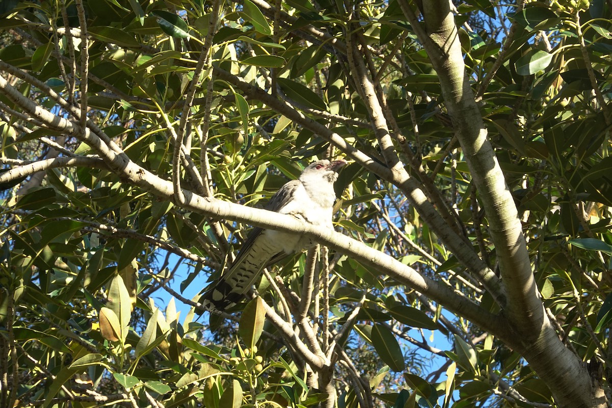 Channel-billed Cuckoo - ML635289899