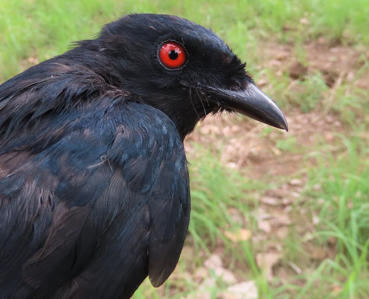 Sharpe's Drongo - ML635289902