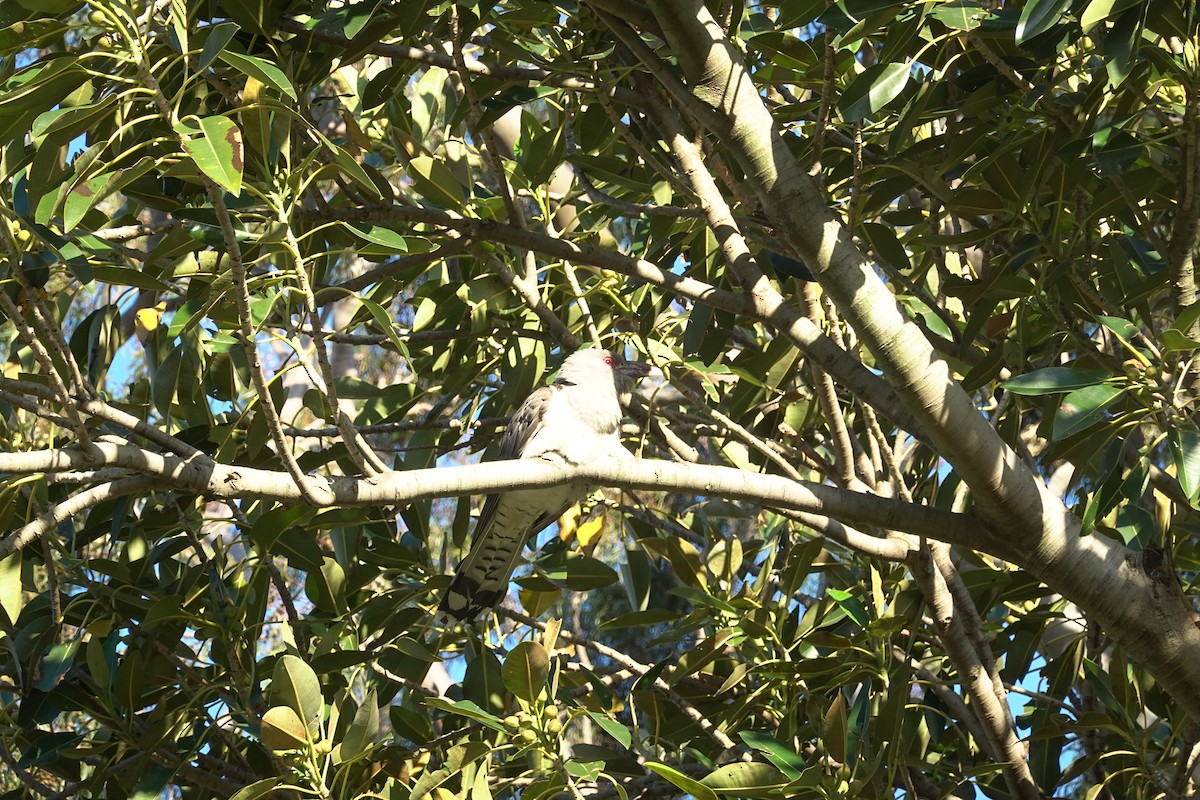 Channel-billed Cuckoo - ML635289903