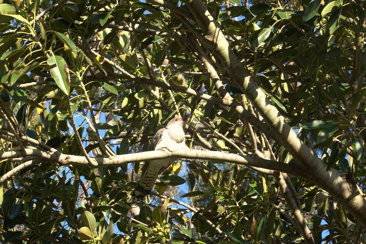 Channel-billed Cuckoo - ML635289904
