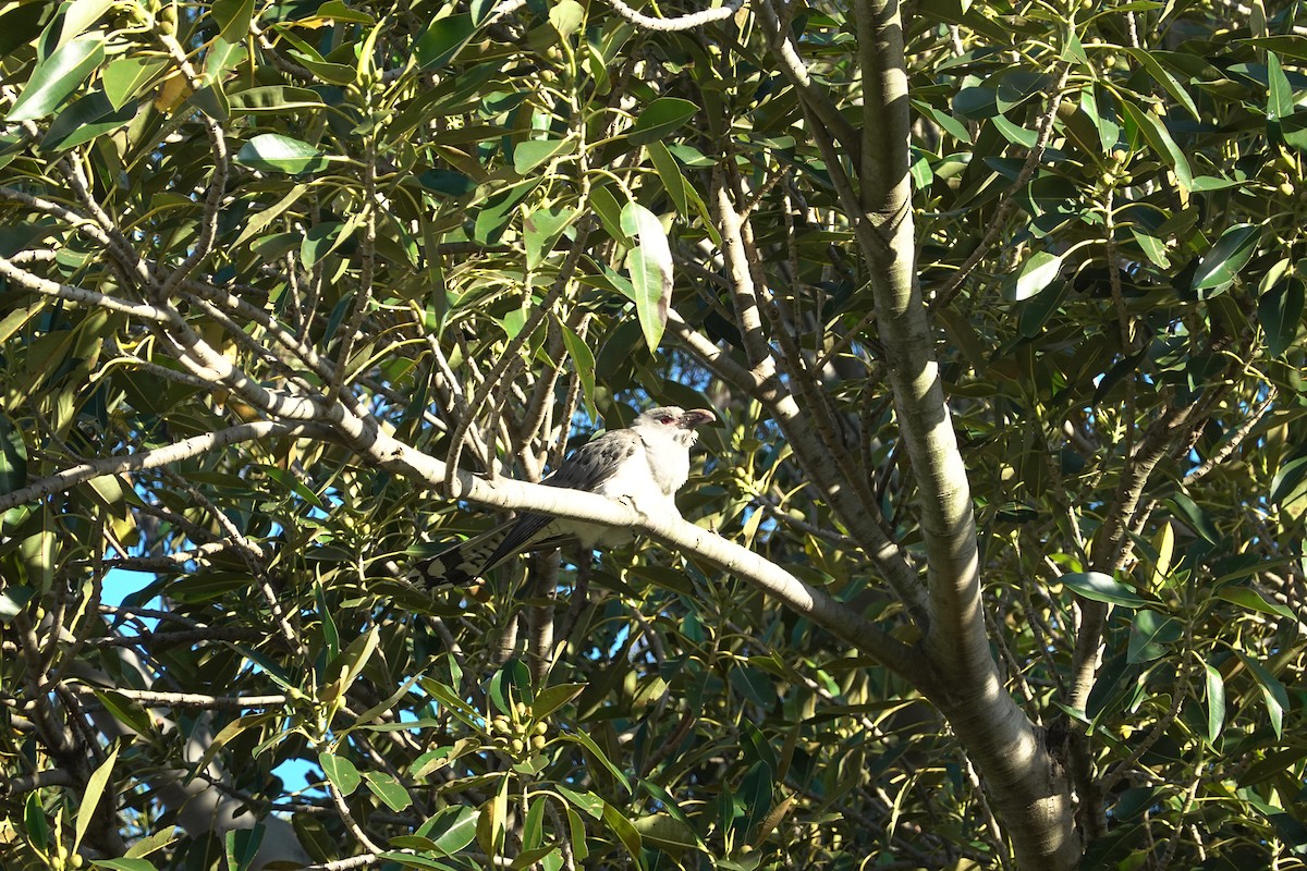 Channel-billed Cuckoo - ML635289907