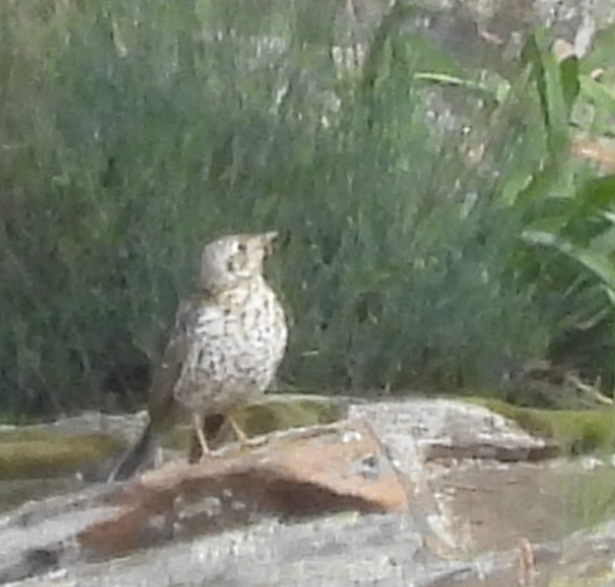 Mistle Thrush - ML635289908