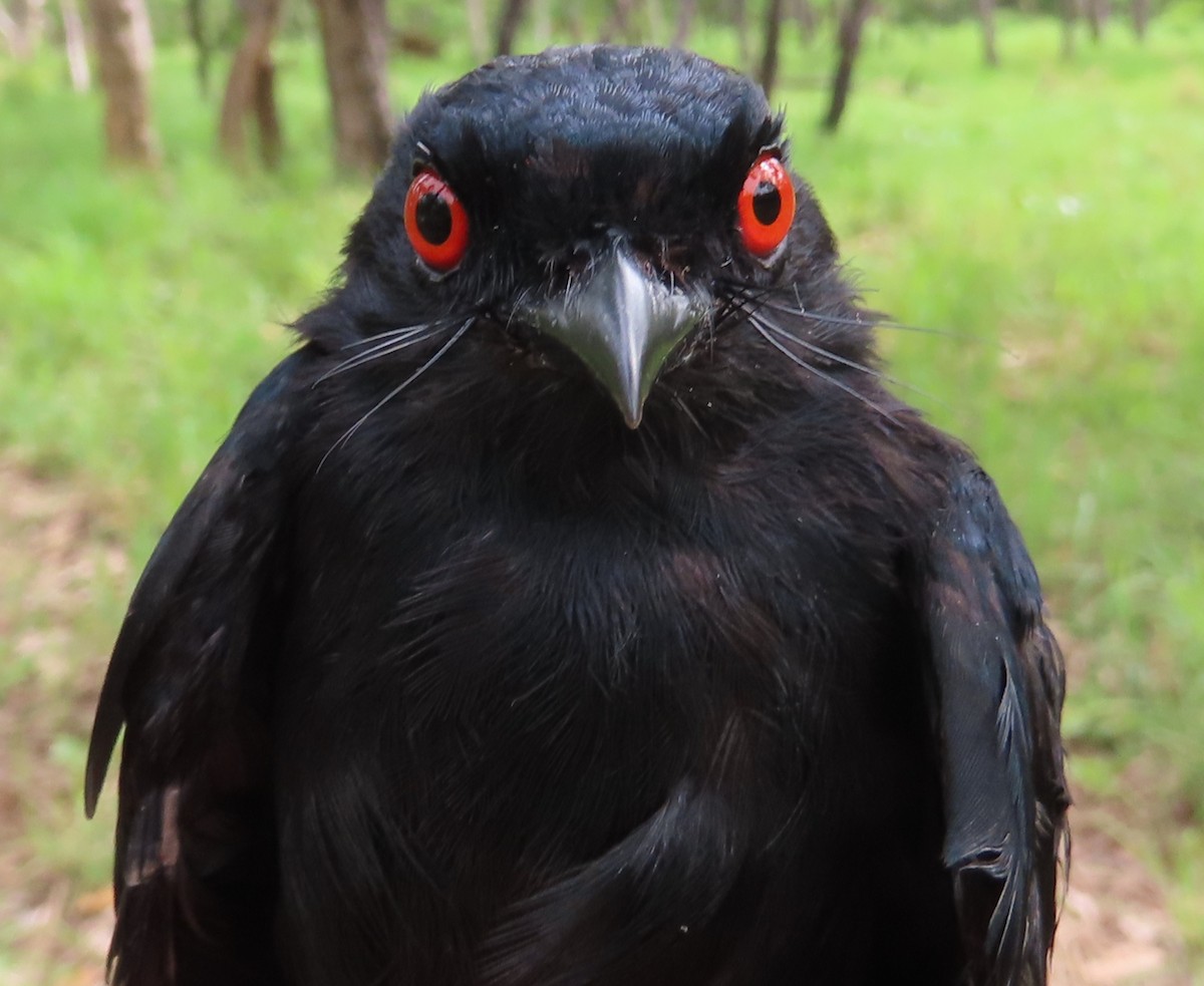Sharpe's Drongo - ML635289913