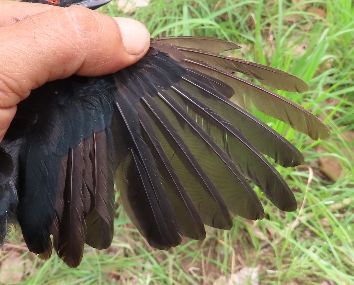 Sharpe's Drongo - ML635289920