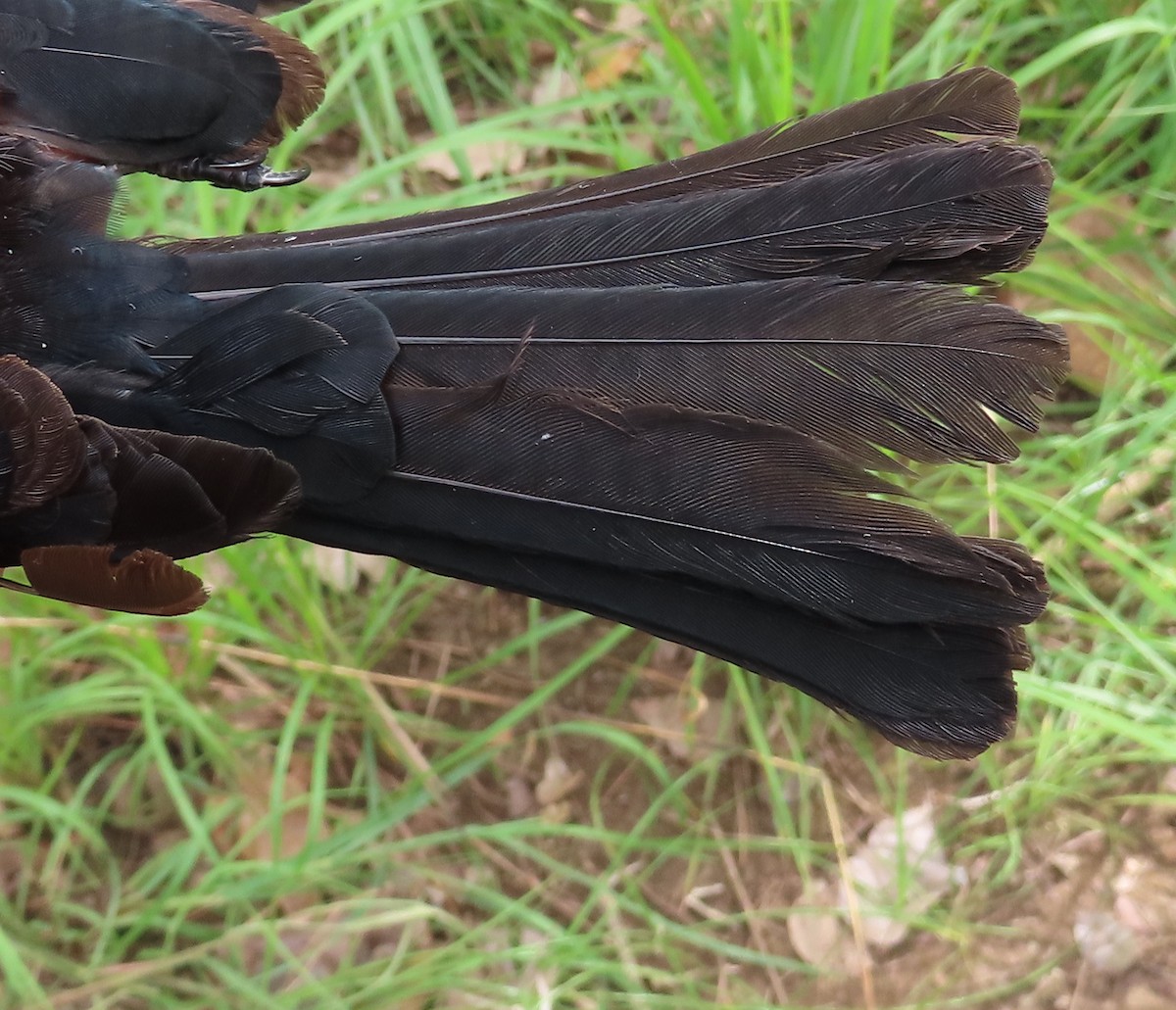 Sharpe's Drongo - ML635289930