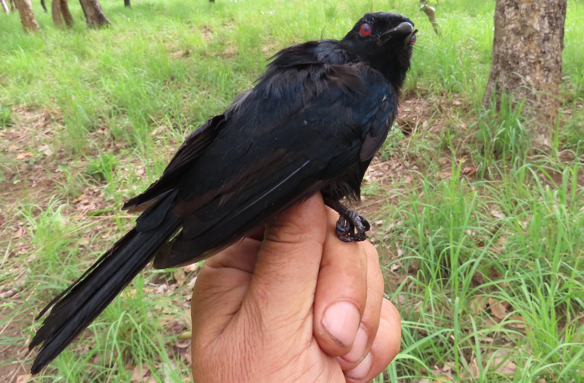 Sharpe's Drongo - ML635289939