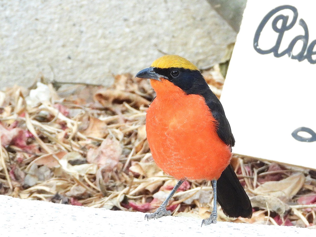Yellow-crowned Gonolek - ML635289943