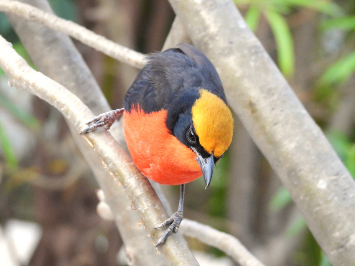 Yellow-crowned Gonolek - ML635289944