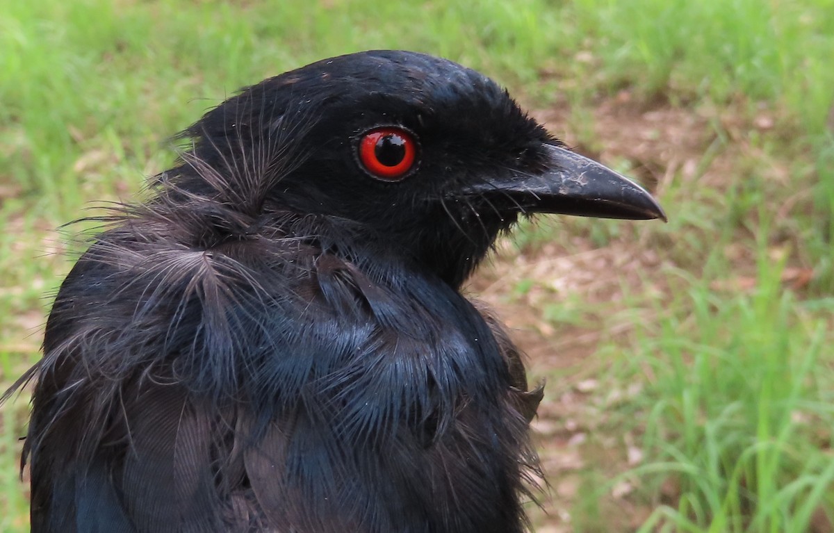 Sharpe's Drongo - ML635289946