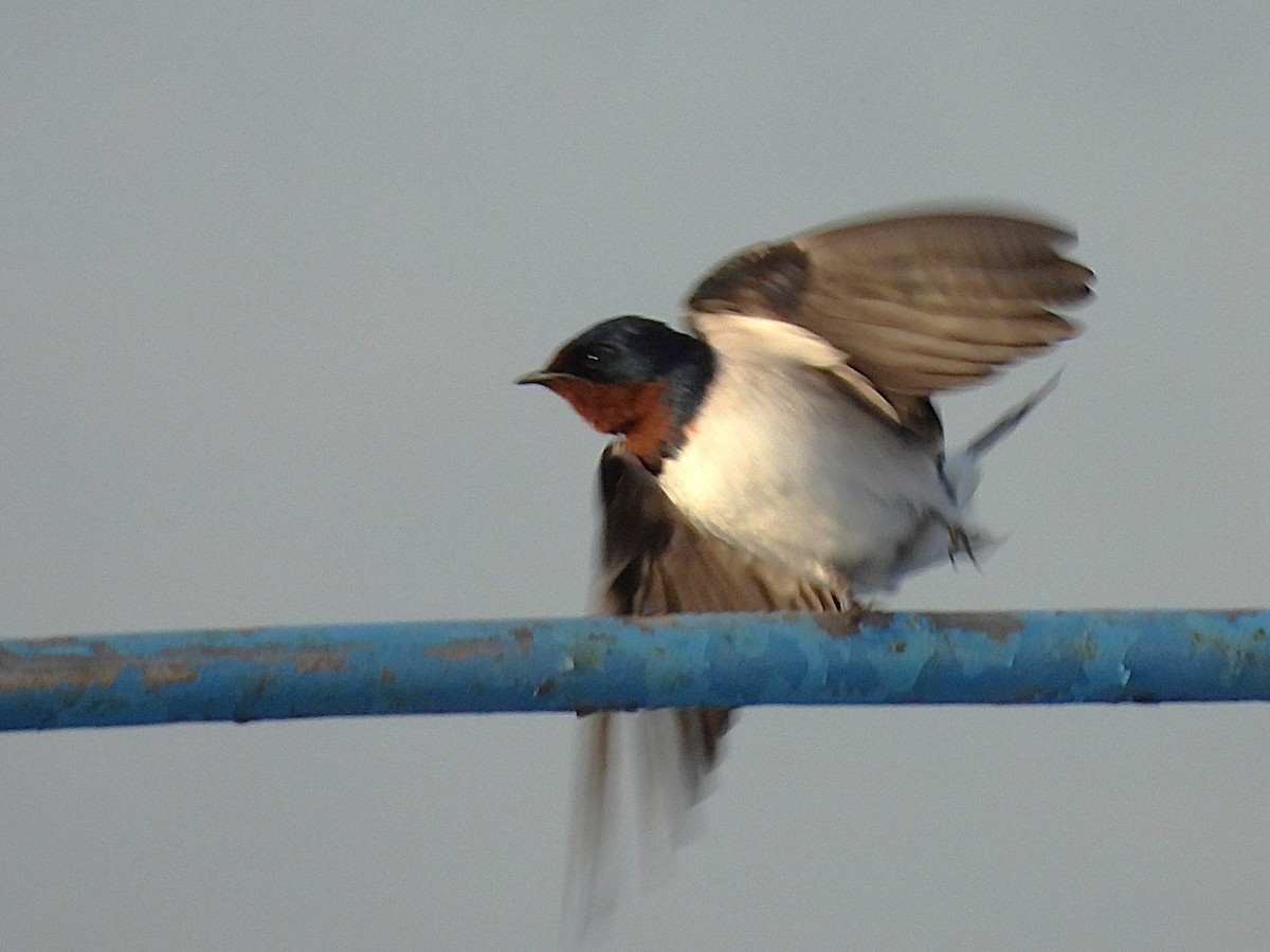 Red-chested Swallow - ML635289965