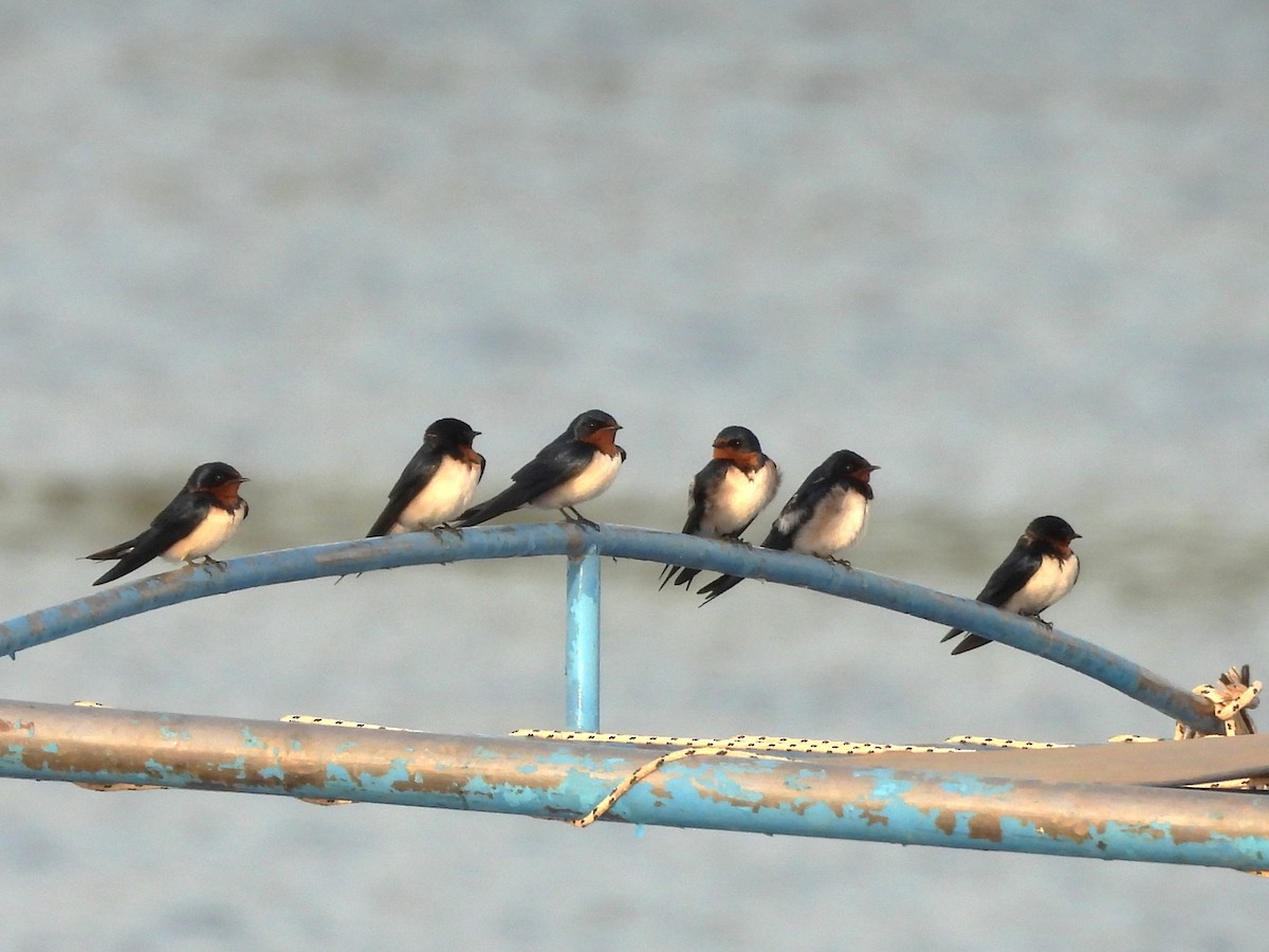Red-chested Swallow - ML635289966
