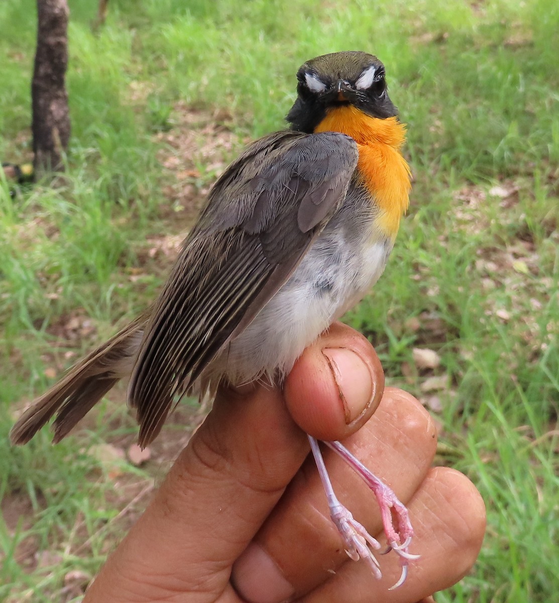 Orange-breasted Forest Robin - ML635290008
