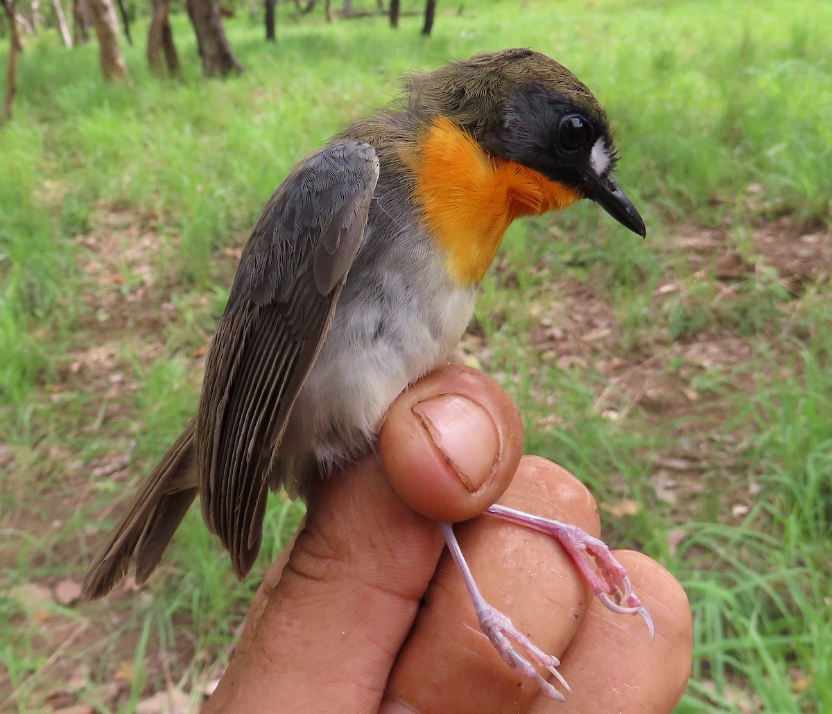 Orange-breasted Forest Robin - ML635290015