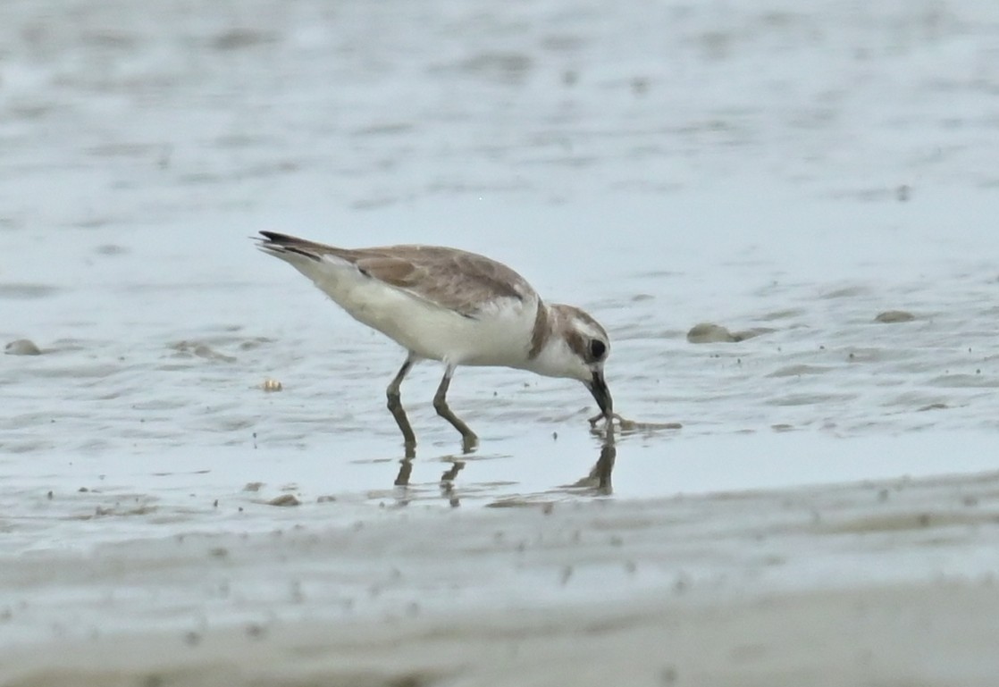 Tibetan Sand-Plover - ML635290042