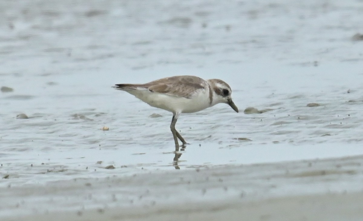 Tibetan Sand-Plover - ML635290043