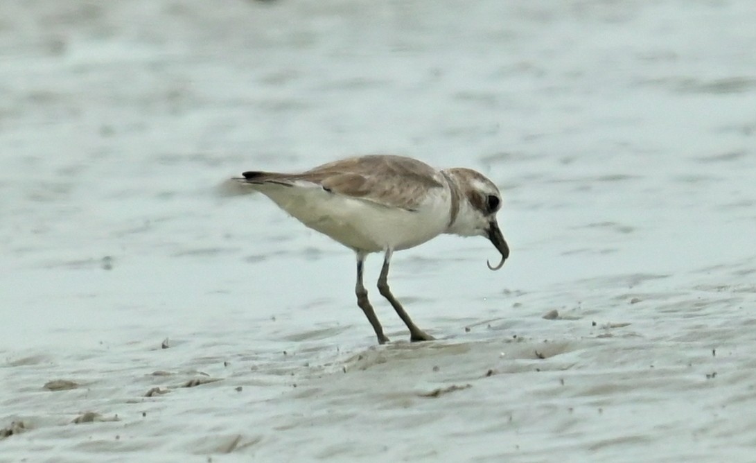 Tibetan Sand-Plover - ML635290044