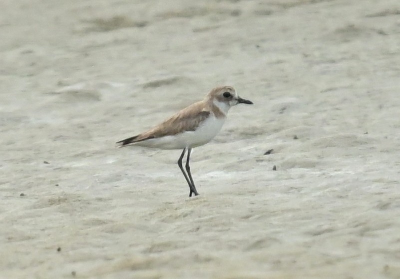 Tibetan Sand-Plover - ML635290045