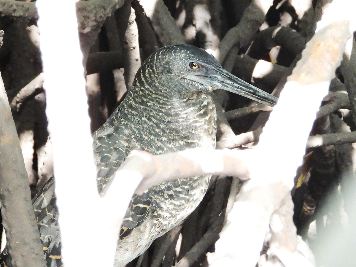 White-crested Tiger-Heron - ML635290054
