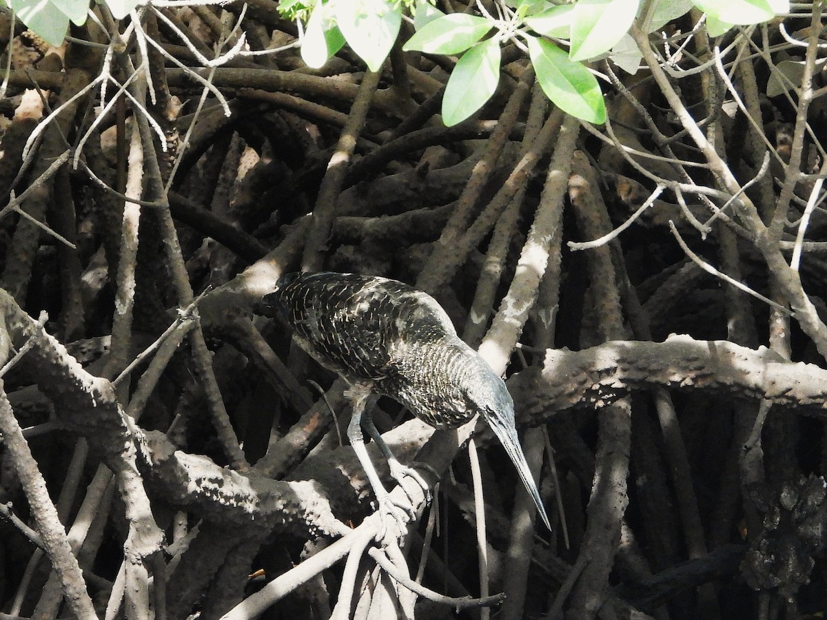 White-crested Tiger-Heron - ML635290055