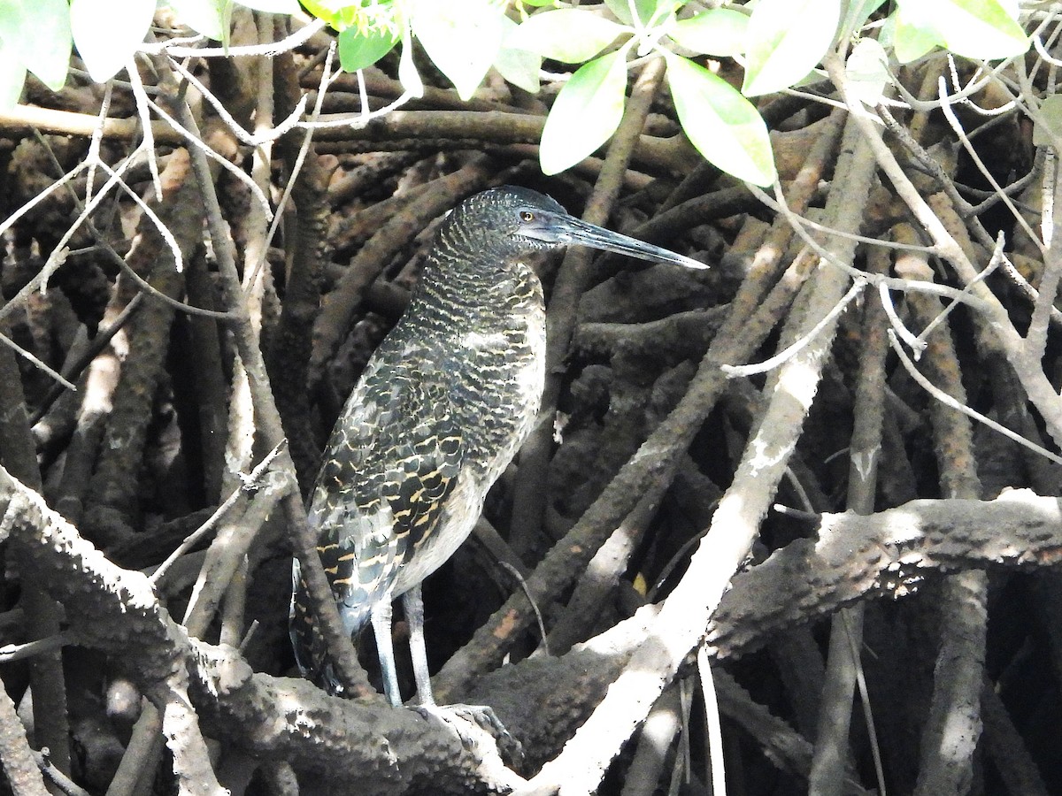 White-crested Tiger-Heron - ML635290056