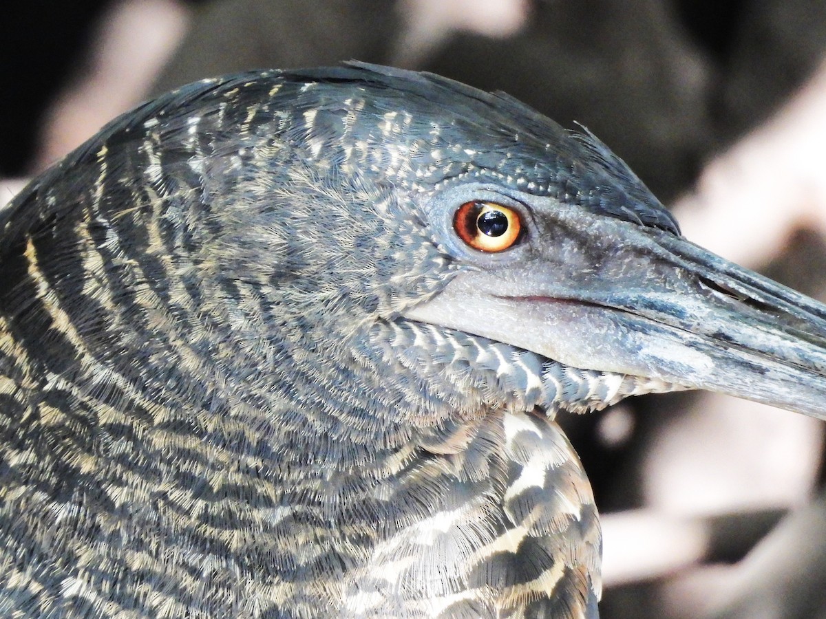 White-crested Tiger-Heron - ML635290057