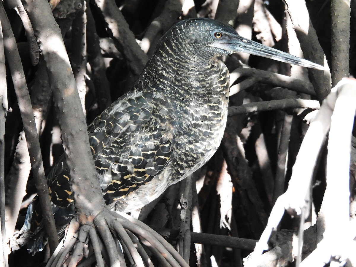 White-crested Tiger-Heron - ML635290058