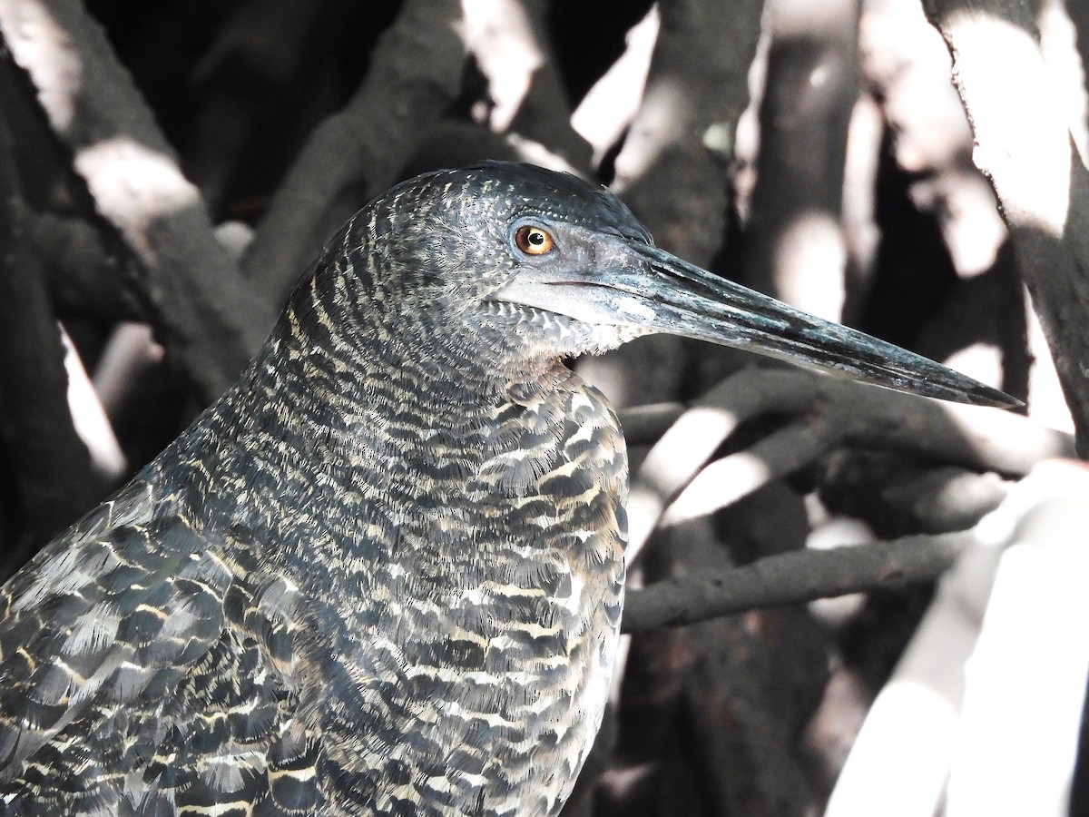 White-crested Tiger-Heron - ML635290059