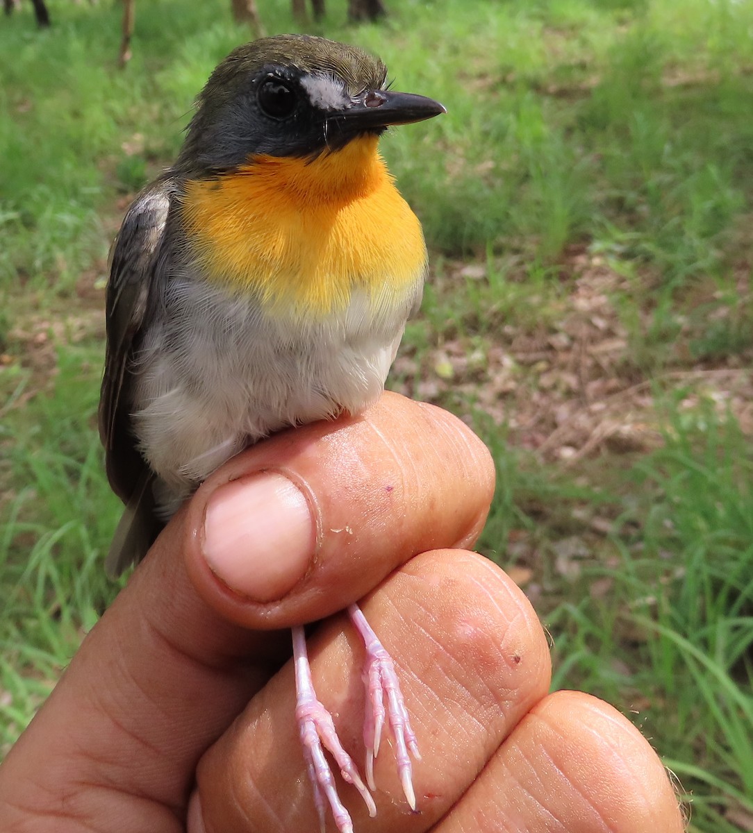 Orange-breasted Forest Robin - ML635290105