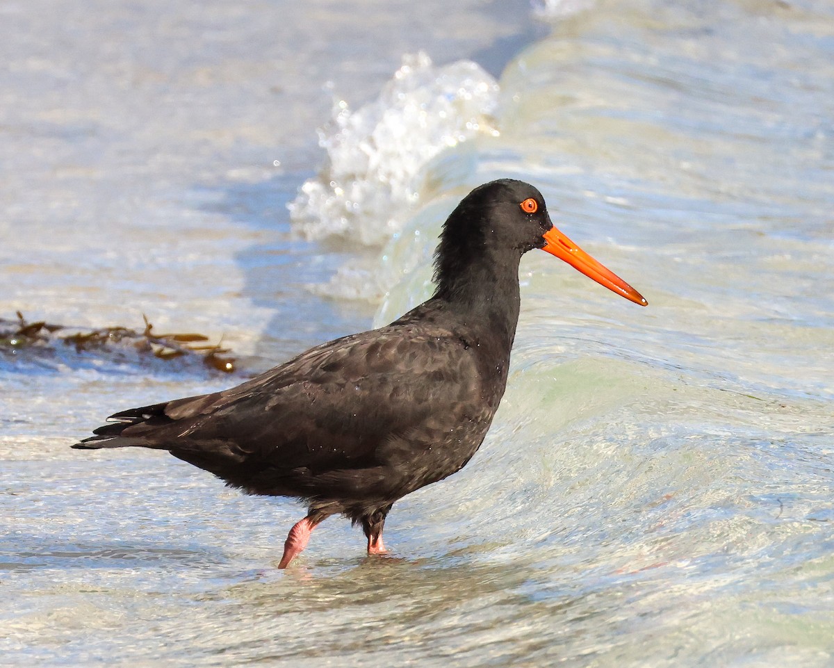 Sooty Oystercatcher - ML635290108