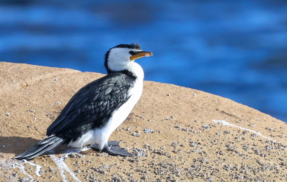 Little Pied Cormorant - ML635290110