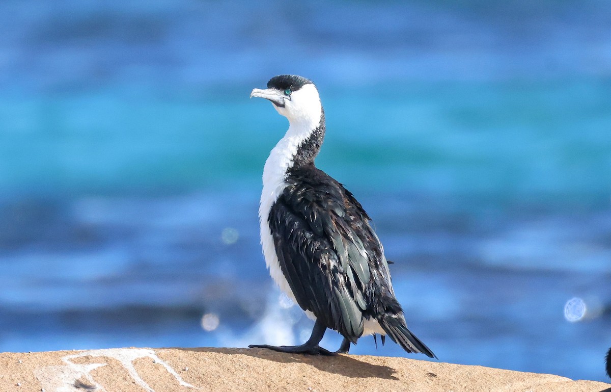 Black-faced Cormorant - ML635290112