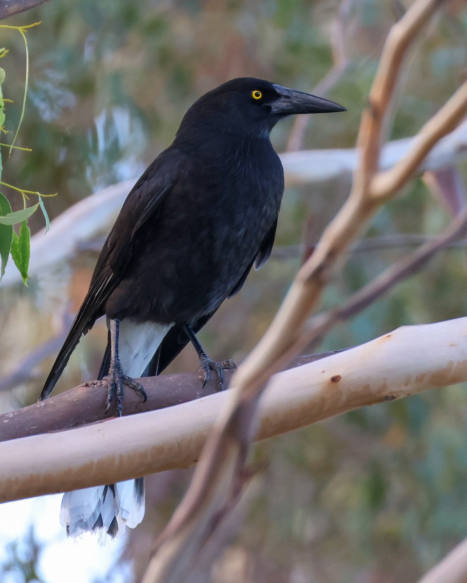 Gray Currawong - ML635290125
