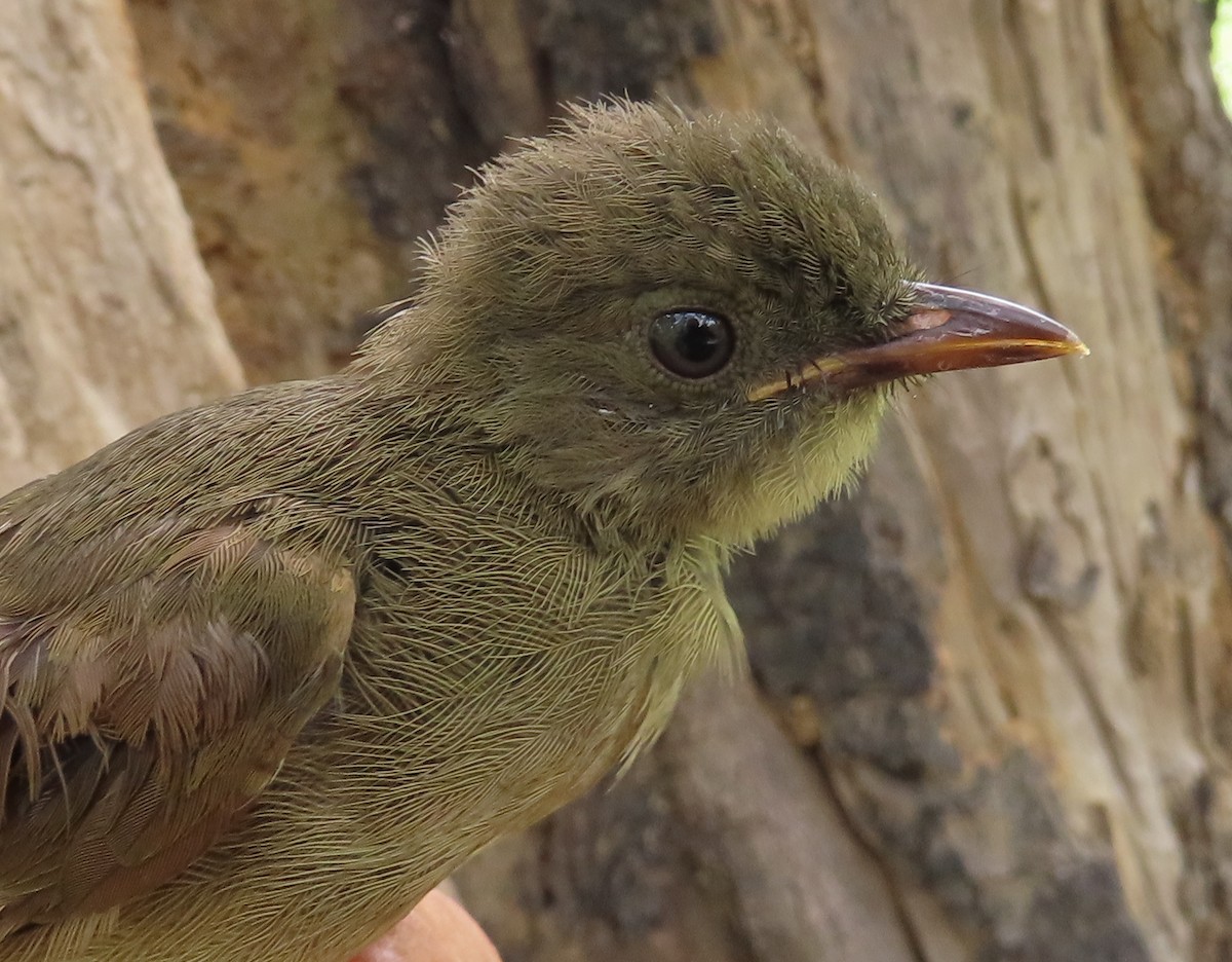Bulbul verdâtre - ML635290126