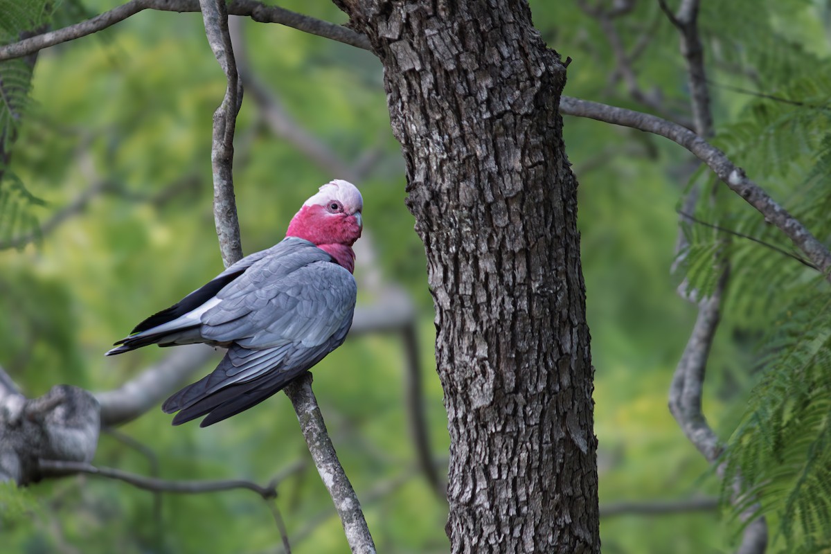 Galah - ML635290181