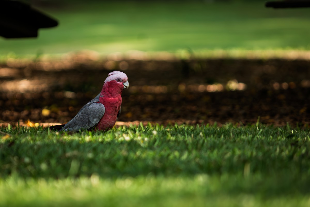 Galah - ML635290182