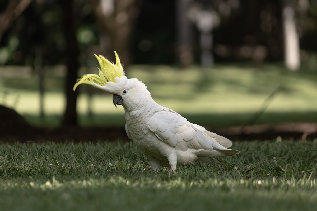 Sulphur-crested Cockatoo - ML635290186