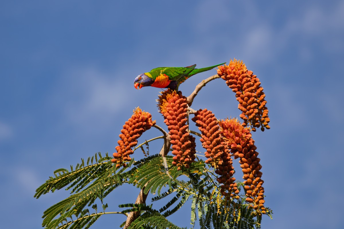 Rainbow Lorikeet - ML635290198