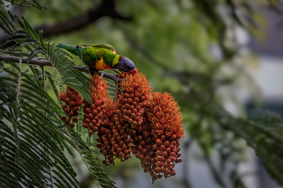 Rainbow Lorikeet - ML635290199