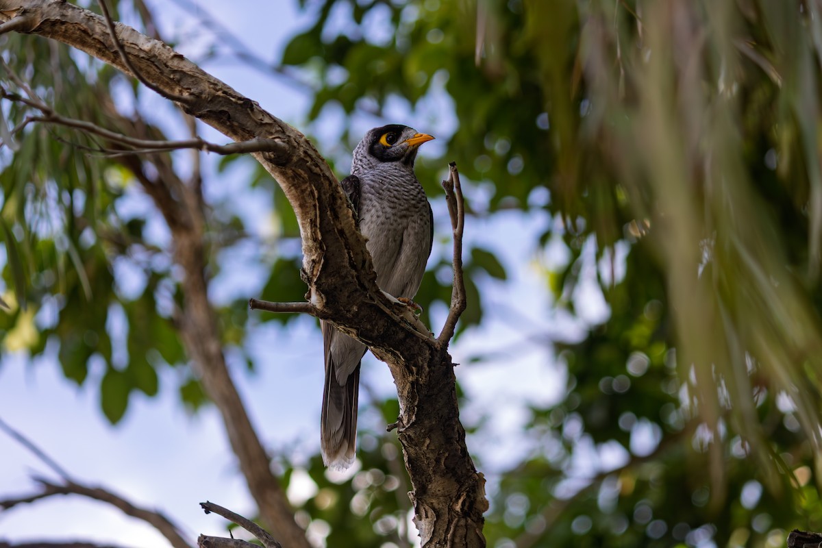 Noisy Miner - ML635290206