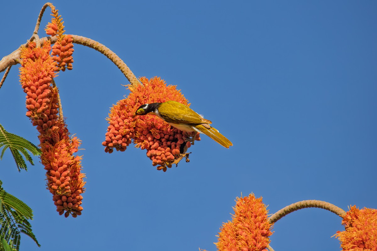 Blue-faced Honeyeater - ML635290213