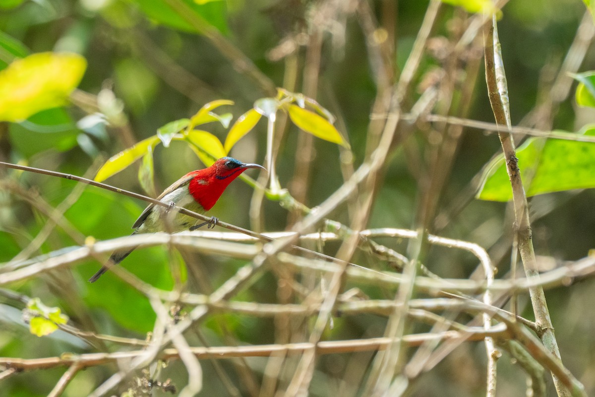 Crimson Sunbird - ML635290253