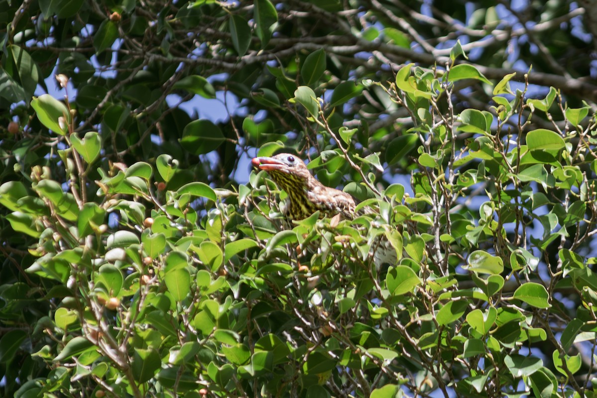 Australasian Figbird - ML635290259