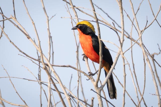 Yellow-crowned Gonolek - ML635290315