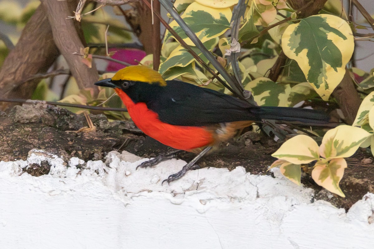 Yellow-crowned Gonolek - ML635290317