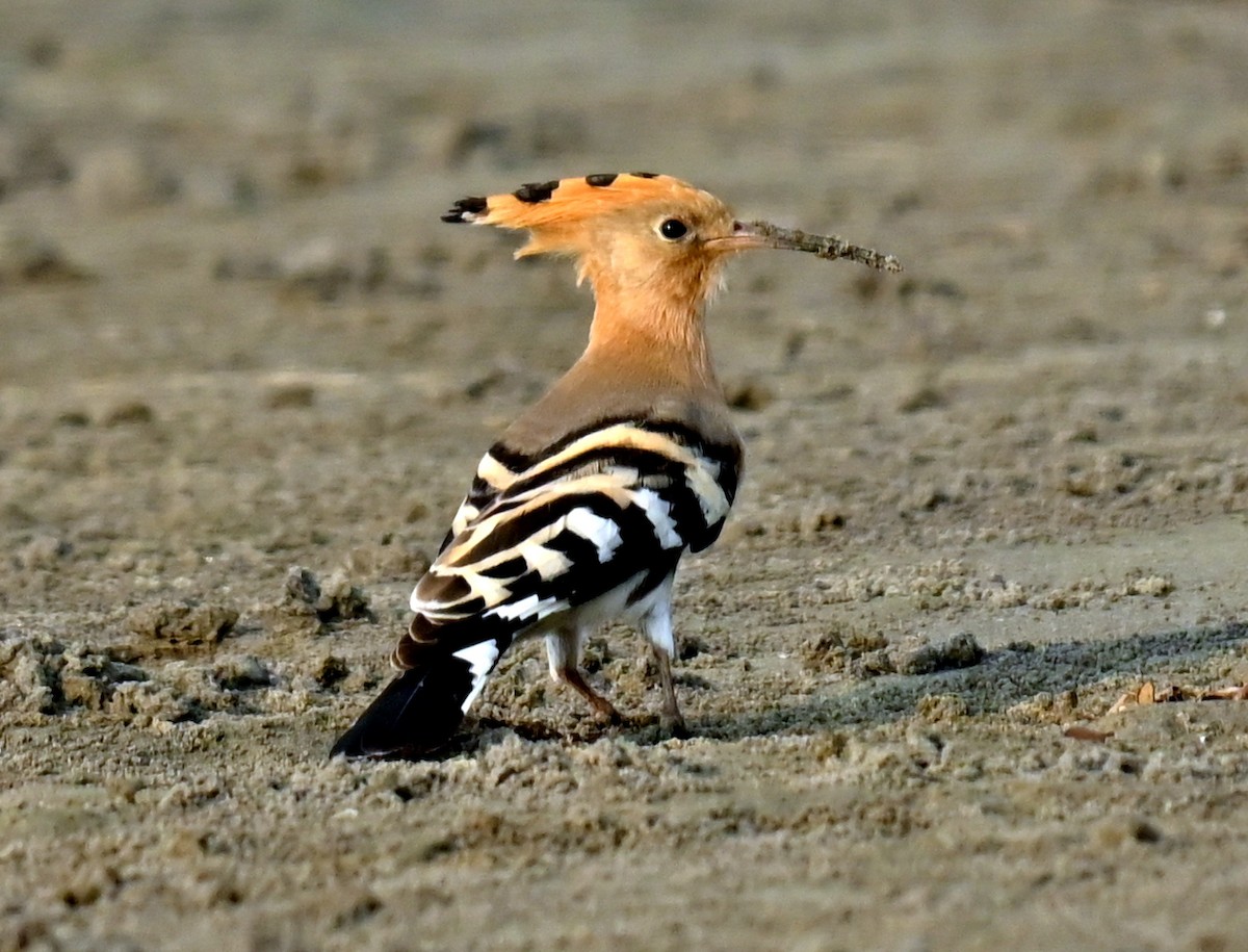 Eurasian Hoopoe - ML635290376